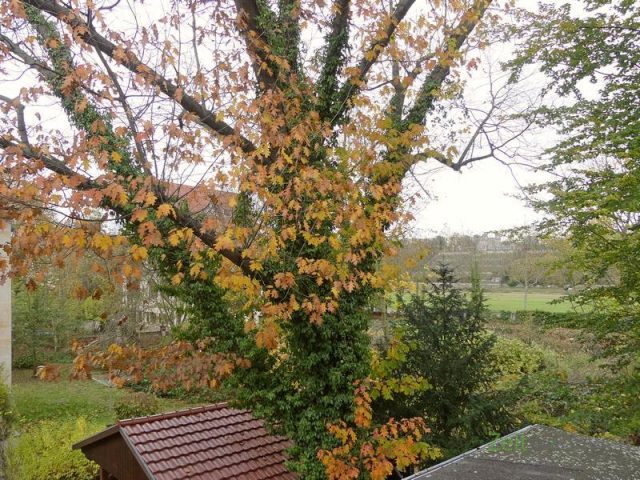 Herbstblick zur Elbe (rechts)